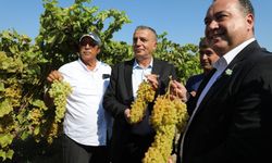 Bağ Bozumu Şenliği başladı!