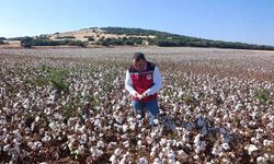 Manisa'da tarımsal üretimde saha denetimleri sürüyor