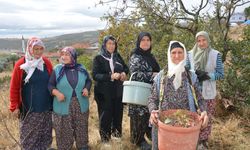 Demirci’de kadınların çitlembik mesaisi! Yılda 450 ton toplanıyor