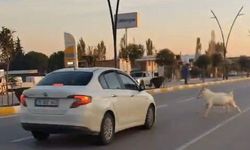 Manisa’da yola çıkan sürü kazaya neden oldu: 3 keçi telef oldu