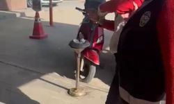 Kediye taşla vuran kadın yakalandı