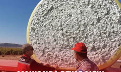 Manisa'da beyaz altın mesaisi başladı