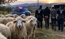 Kula’da koyun hırsızlığına geçit verilmedi