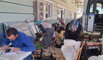 Sarıgöl’de taze bağ yaprağı mesaisi başladı