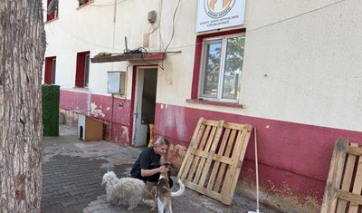 Sarıgöl'de sahipsiz hayvanlara umut oluyorlar