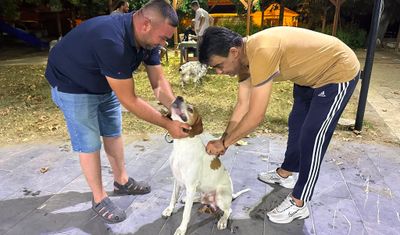 Sarıgöl'de av köpeklerine kuduz aşısı seferberliği