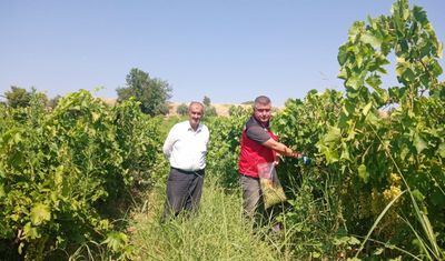 Manisa'da üzüm bağlarında hasat öncesi pestisit denetimi