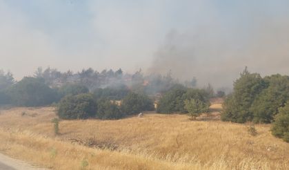 Manisa'daki orman yangınları devam ediyor