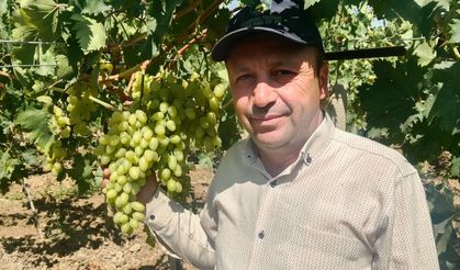 Sarıgöl Ovası’nda erkenci üzüm alımları başladı