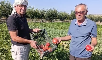 Gördes'te ata tohumlu domateslere yoğun ilgi
