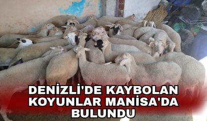 Denizli'de kaybolan koyunlar Manisa'da bulundu
