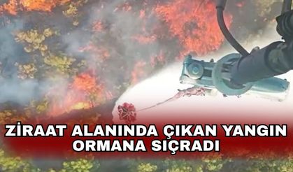 Ziraat alanında çıkan yangın ormana sıçradı