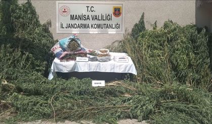 Gördes’te jandarmadan kenevir operasyonu