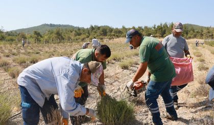 Yunusemre’de lavanta hasadı başladı