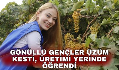 Gönüllü gençler üzüm kesti, üretimi yerinde öğrendi