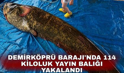 Demirköprü Barajı'nda 114 kiloluk yayın balığı yakalandı
