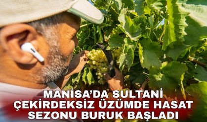 Manisa’da Sultani çekirdeksiz üzümde hasat sezonu buruk başladı