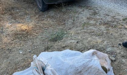 Çam fıstığı hırsızları jandarmaya yakalandı