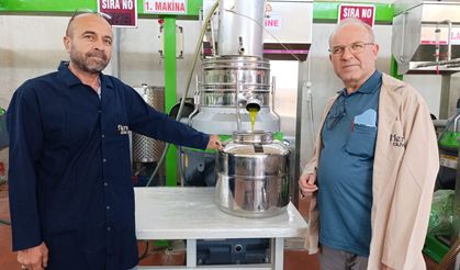 Köprübaşı'nda zeytin sıkım sezonu başladı