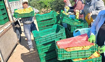 Sarıgöl'de üzüm hasadı aralıksız devam ediyor