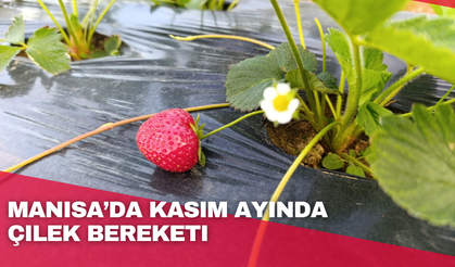 Kasım ayında çilek bereketi