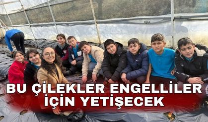 Bu çilekler engelliler için yetişecek