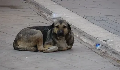 Manisa'da “Sahipsiz Köpek İhbar Hattı" hamlesi