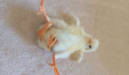 Dört ayaklı civciv görenleri hayrete düşürdü