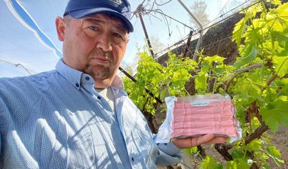 Sarıgöl Ovası'nda üzüm bağlarında "Fenomen Tel" seferberliği