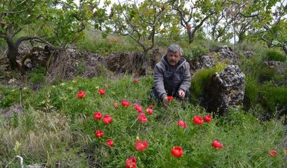 Koruma altındaki çiçekler doğaseverleri cezbediyor