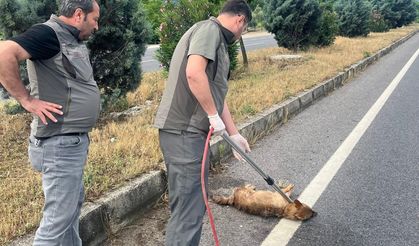 Manisa'da yaralı çakal tedavi altına alındı