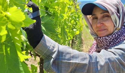 Üreticiler üzüm için zamana karşı yarışıyor