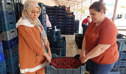 25 yıllık kiraz ağacının meyveleri Selendi'den Avrupa'ya