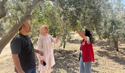 Zeytin sineğine karşı Manisa’da bahçeler tek tek kontrol ediliyor