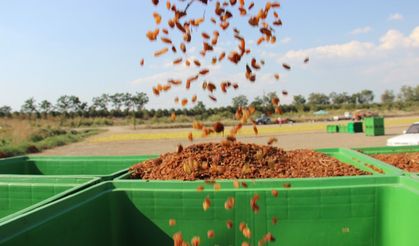 Organik kuru üzüm üreticisinin hasat yükü 'Box' ile hafifledi