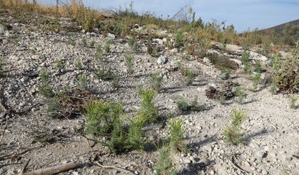 Manisa’da yanan ormanlar yeniden yeşerecek