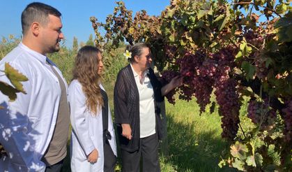 Manisa'nın iki üzümünün genetik şifresi çözüldü