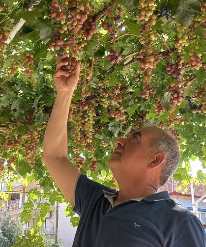 Ev önündeki asmadan mahalleye üzüm ikramı