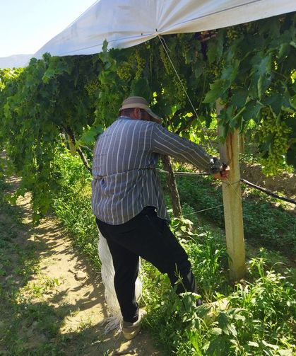 Bağ örtücülerin üç kelimelik komut sistemi