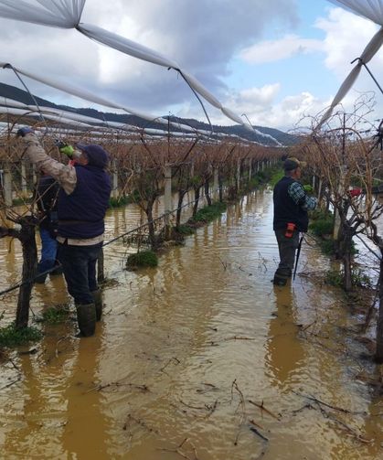 Göle dönen bağlarda budama mücadelesi