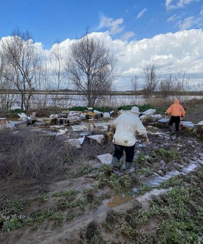 Salihli’de 103 kovan arı sele kapıldı