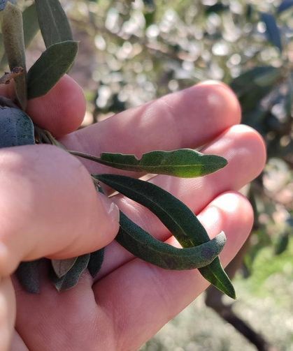 Salihli’de zeytin üreticilerine halkalı leke uyarısı