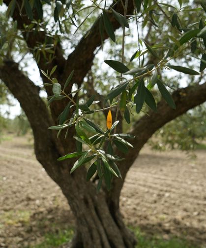 Saruhanlı’da halkalı leke alarmı