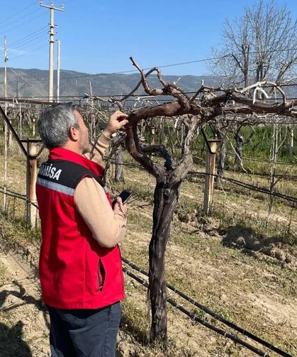 Bağlarda hastalık ve zararlı kontrolü yapılıyor