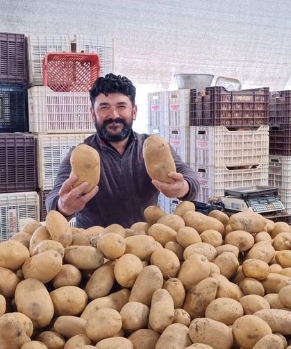 Dev patatesler pazarın ilgi odağı oldu