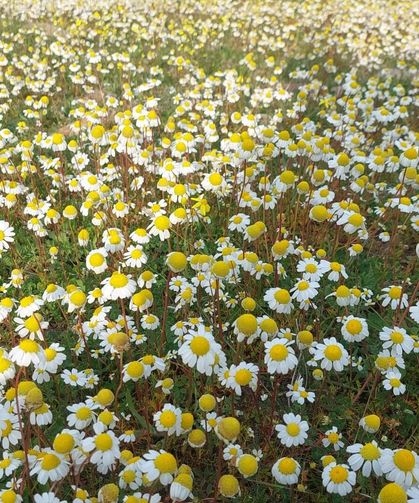 Dağlar çiçek açtı, arıcılar umutlandı