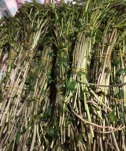 Sarıgöl'de yaban otları paraya dönüştü