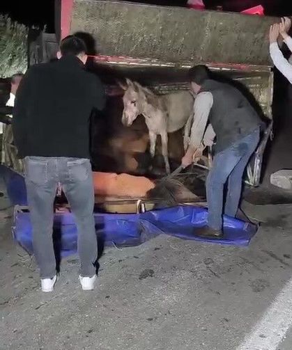 Kasası eşek dolu kamyonet yola devrildi