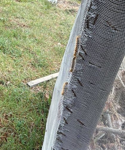 Çam ormanlarında 'Kese kurdu' alarmı