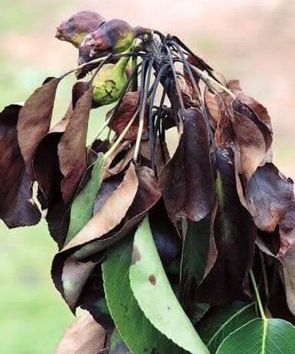 Meyve üreticilerine ateş yanıklığı uyarısı